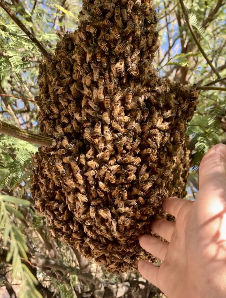 bees swarming in phoenix