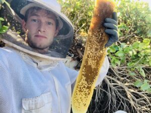 Removing bees from wall