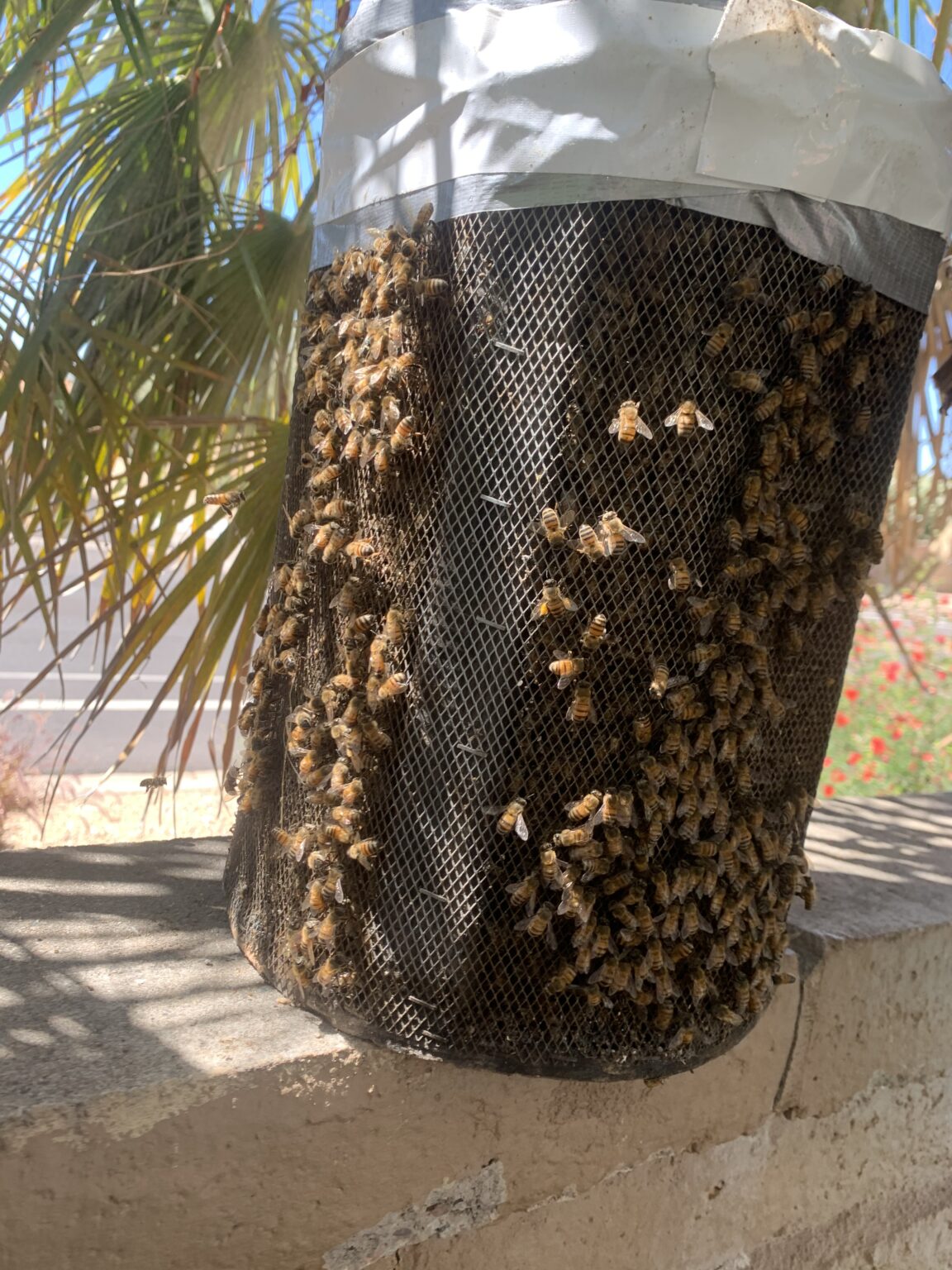 Phoenix Bee Rescue Home Phoenix Bee Rescue and Bee Removal