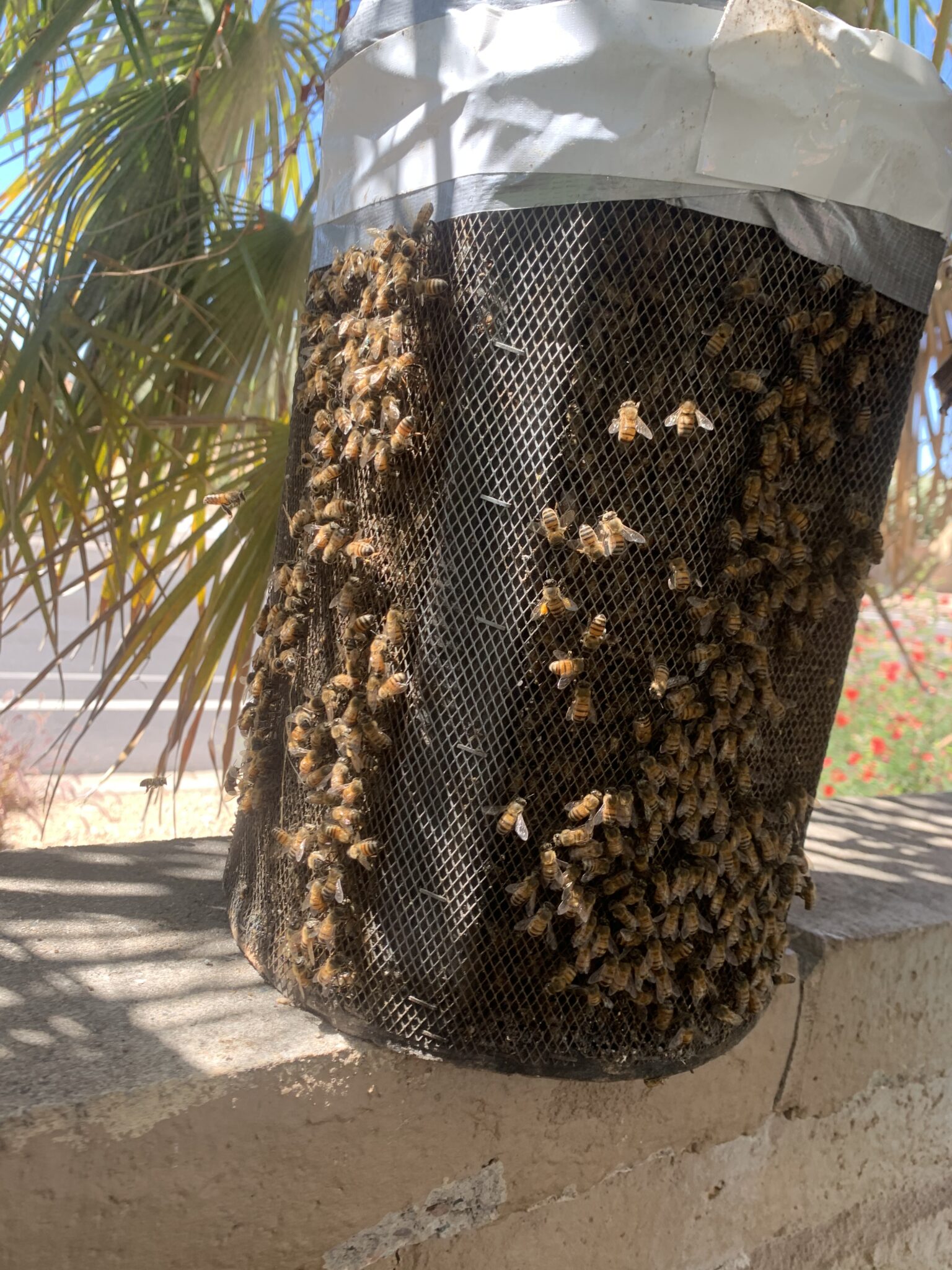 Phoenix Bee Rescue Home Phoenix Bee Rescue and Bee Removal