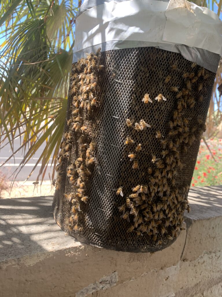 Bee removal phoenix, az