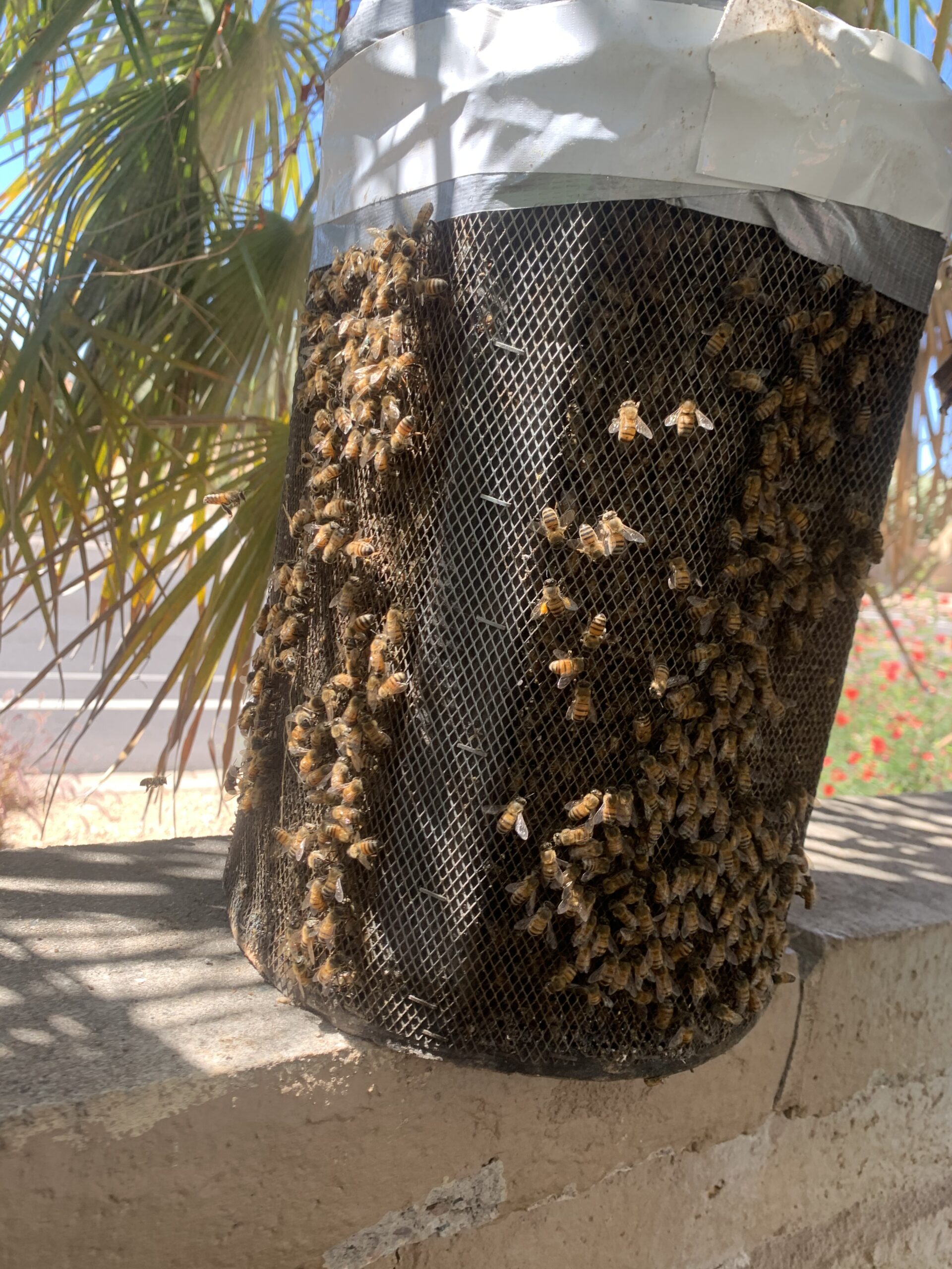 Phoenix Bee Rescue Home - Phoenix Bee Rescue And Bee Removal