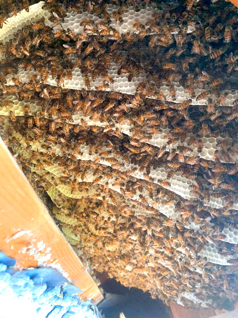 Beehive building in roof