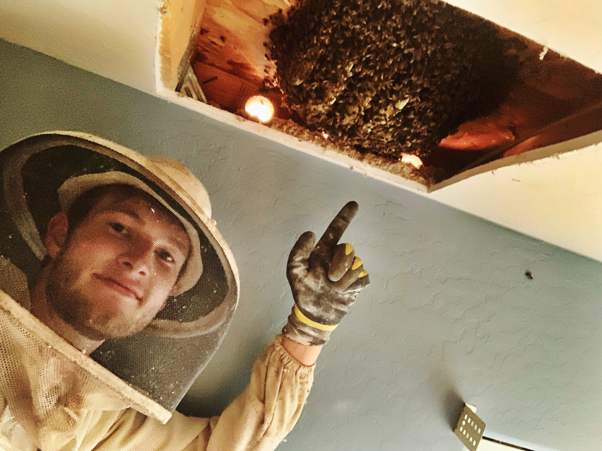 Phoenix Bee Rescue Home Phoenix Bee Rescue and Bee Removal