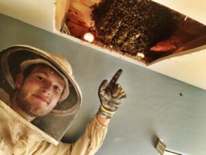 Bee removal from roof
