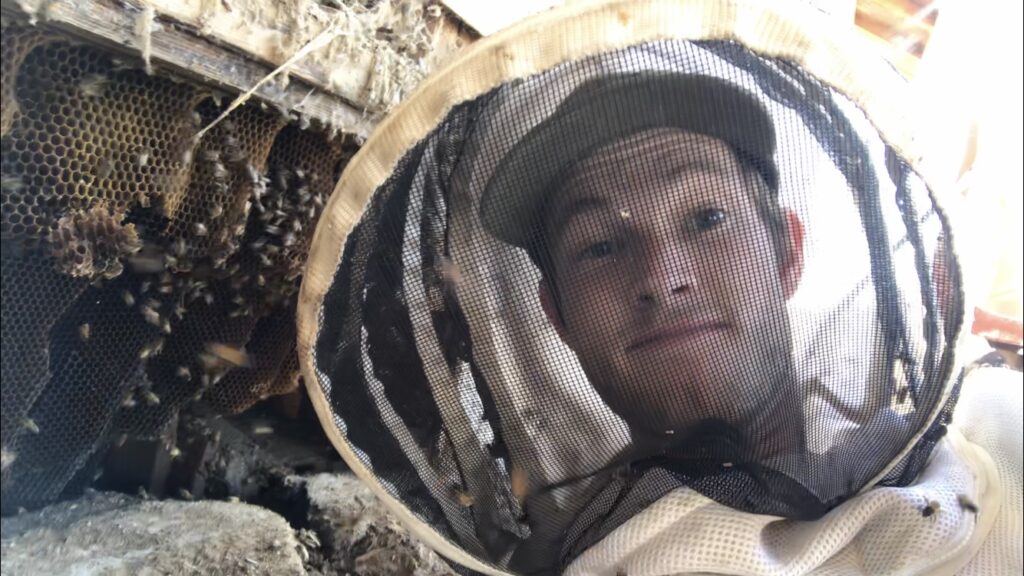 Bee removal from under shed